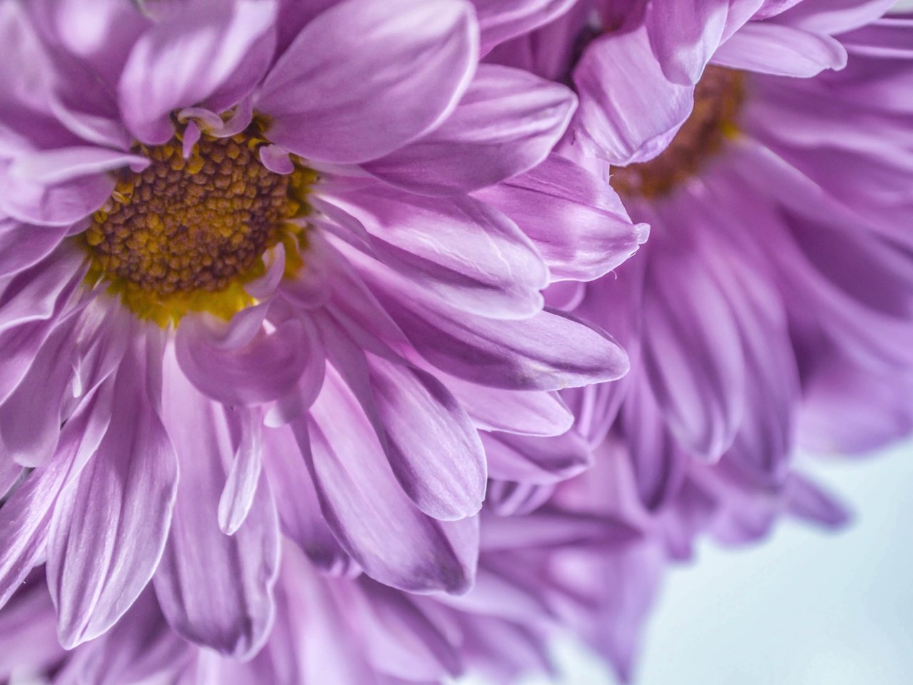 Обои цветы, макро, лепестки, хризантемы, dashakern, flowers, macro, petals, chrysanthemum разрешение 6016x4326 Загрузить