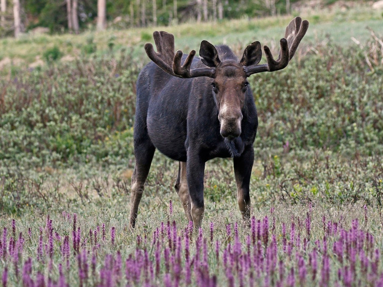 Обои цветы, трава, природа, рога, лось, flowers, grass, nature, horns, moose разрешение 2048x1362 Загрузить