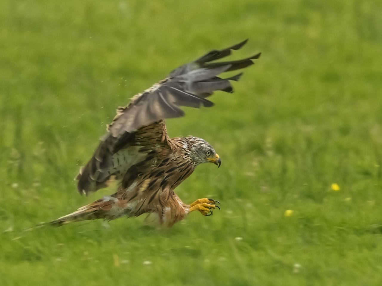 Обои крылья, хищник, птица, коршун, охота, красный коршун, wings, predator, bird, kite, hunting, red kite разрешение 2048x1330 Загрузить