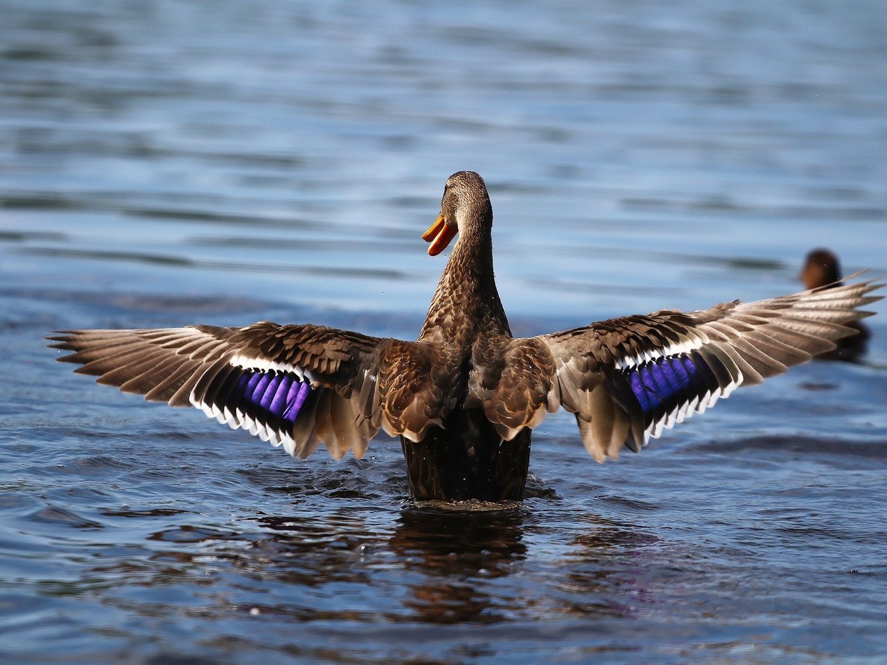 Обои крылья, птица, клюв, перья, озёра, утка, wings, bird, beak, feathers, lake, duck разрешение 1920x1280 Загрузить