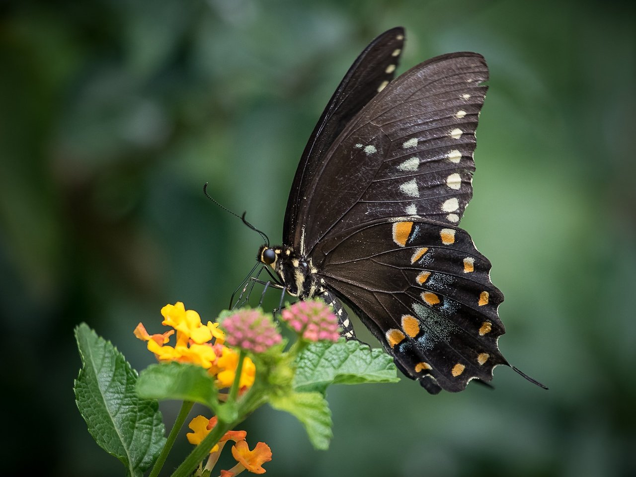 Обои макро, насекомое, цветок, бабочка, крылья, животное, macro, insect, flower, butterfly, wings, animal разрешение 2048x1365 Загрузить