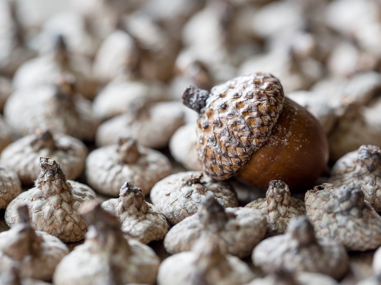 Обои орехи, макро, фон, плоды, желудь, жёлуди, nuts, macro, background, fruit, acorn, acorns разрешение 2048x1365 Загрузить