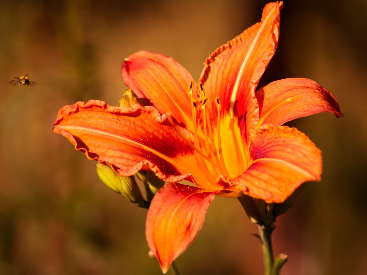 Обои природа, насекомое, цветок, лепестки, пчела, лилейник, nature, insect, flower, petals, bee, daylilies разрешение 4703x3135 Загрузить