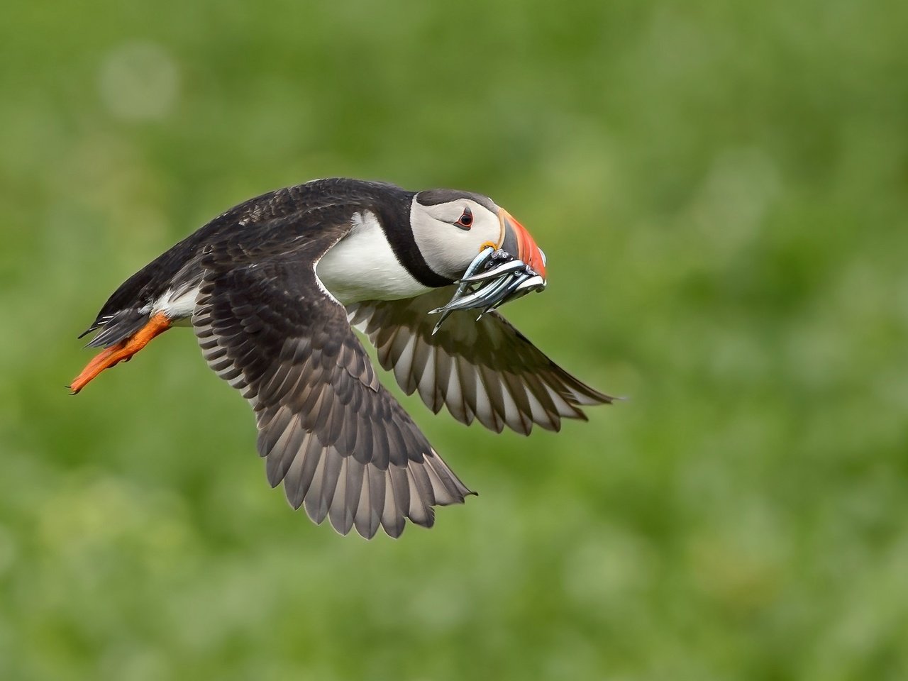 Обои полет, крылья, птица, клюв, рыба, тупик, улов, flight, wings, bird, beak, fish, stalled, catch разрешение 2048x1152 Загрузить