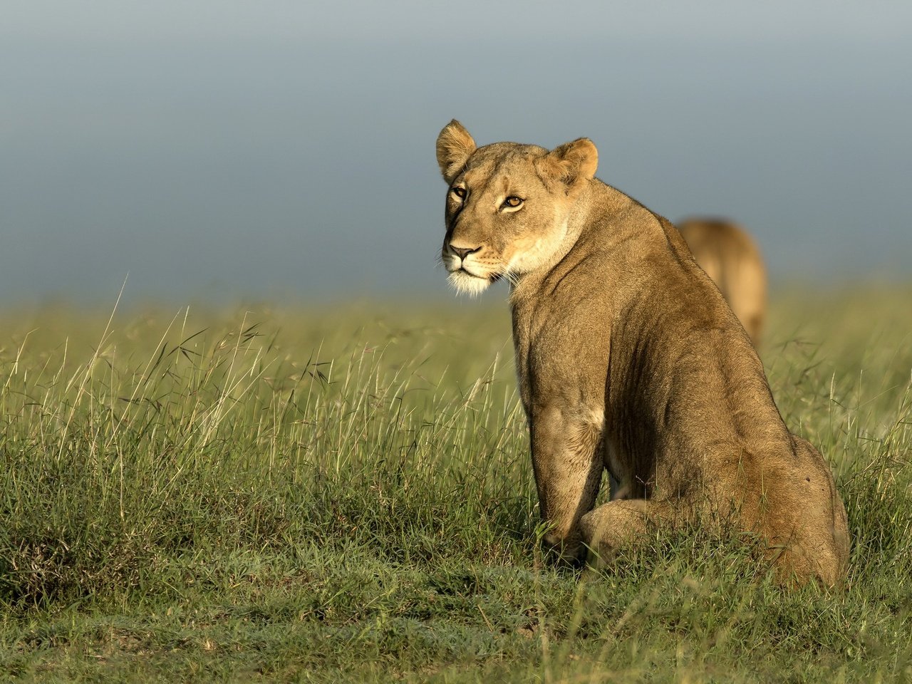 Обои морда, природа, взгляд, африка, хищник, лев, львица, дикая кошка, face, nature, look, africa, predator, leo, lioness, wild cat разрешение 2022x1274 Загрузить