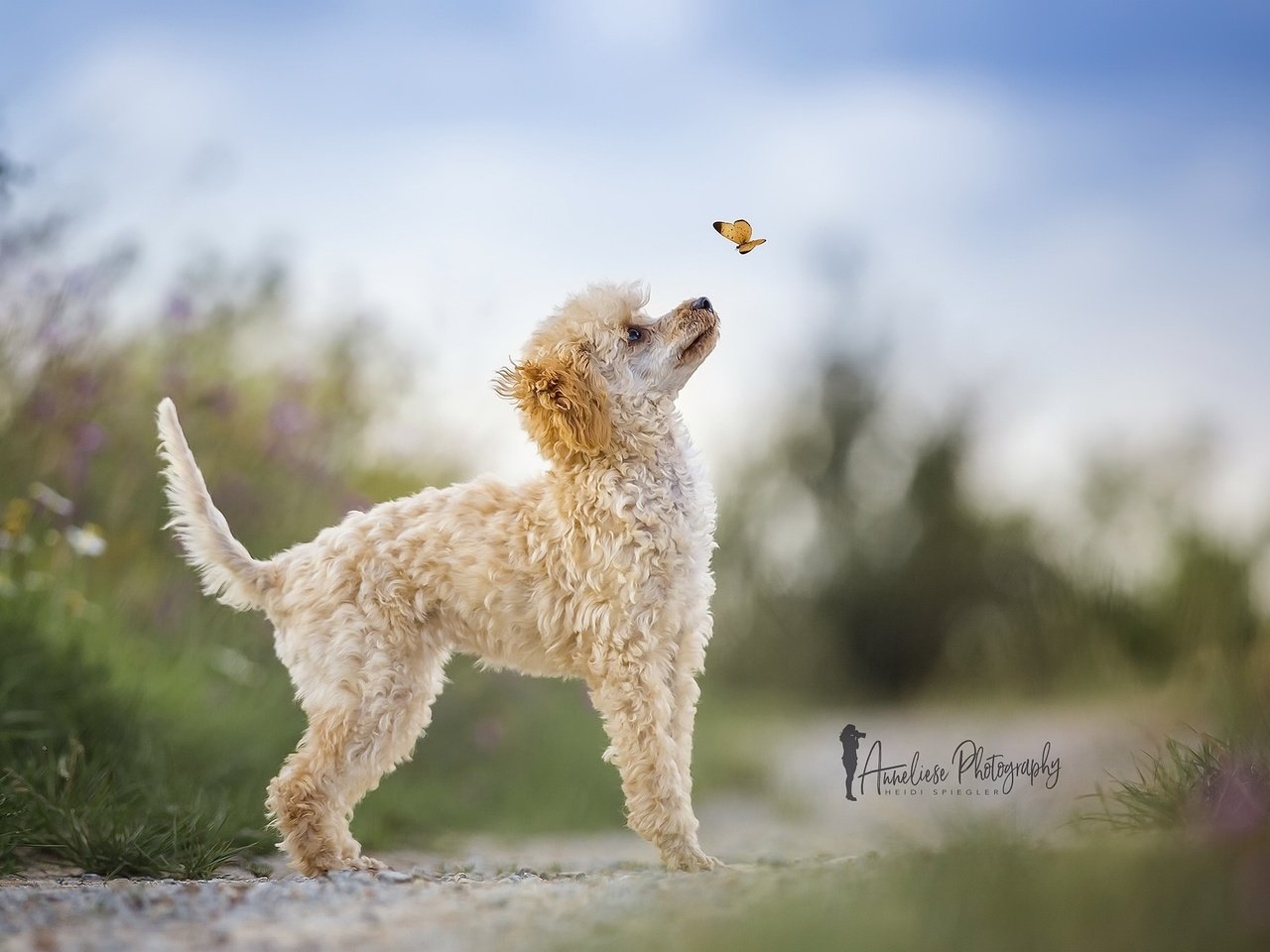 Обои природа, бабочка, собака, пудель, heidi spiegler, nature, butterfly, dog, poodle разрешение 2048x1365 Загрузить