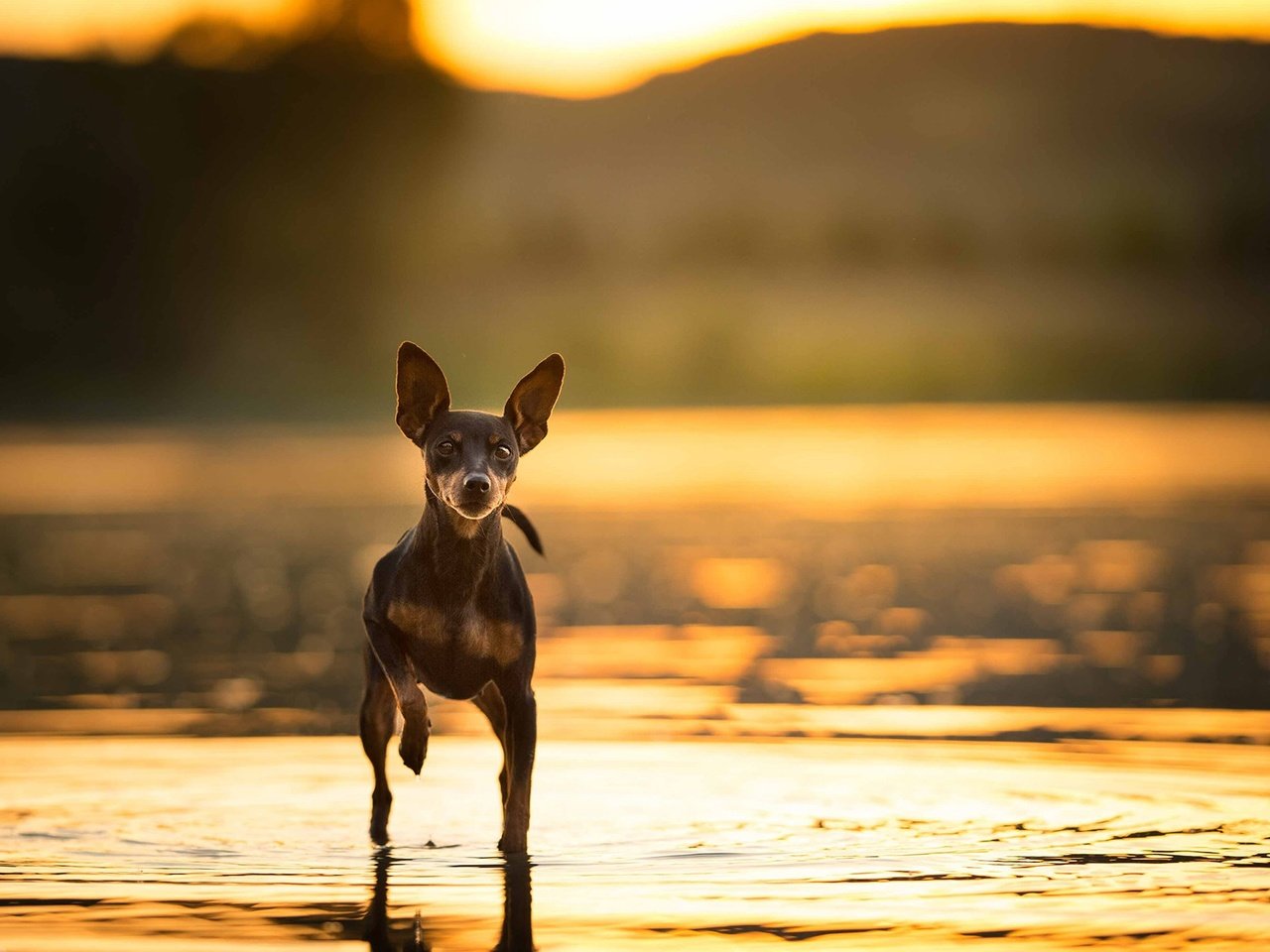 Обои природа, фон, собака, друг, той-терьер, русский той-терьер, nature, background, dog, each, toy terrier, russian toy terrier разрешение 2048x1290 Загрузить