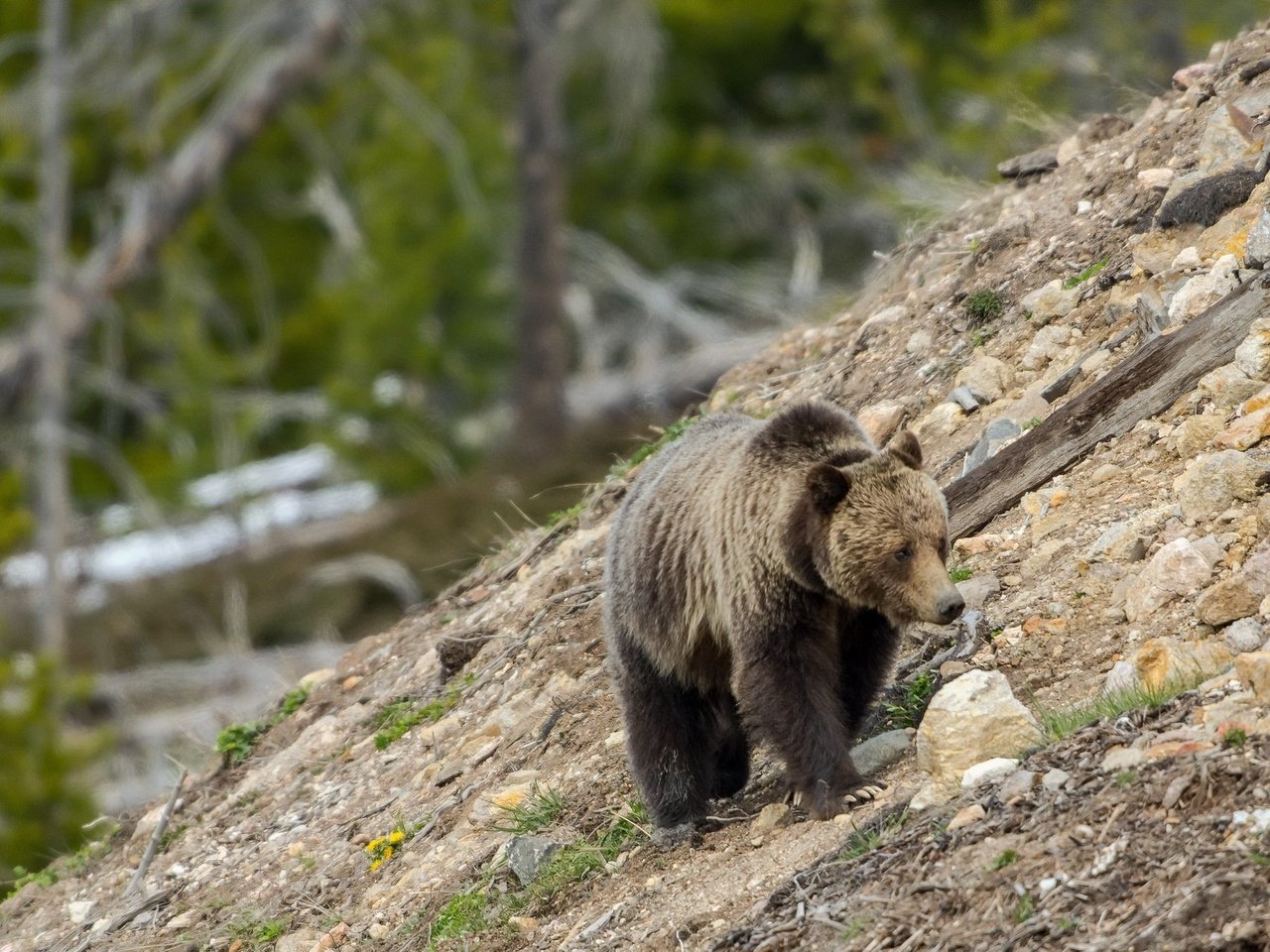 Обои природа, камни, склон, медведь, гризли, nature, stones, slope, bear, grizzly разрешение 2048x1230 Загрузить