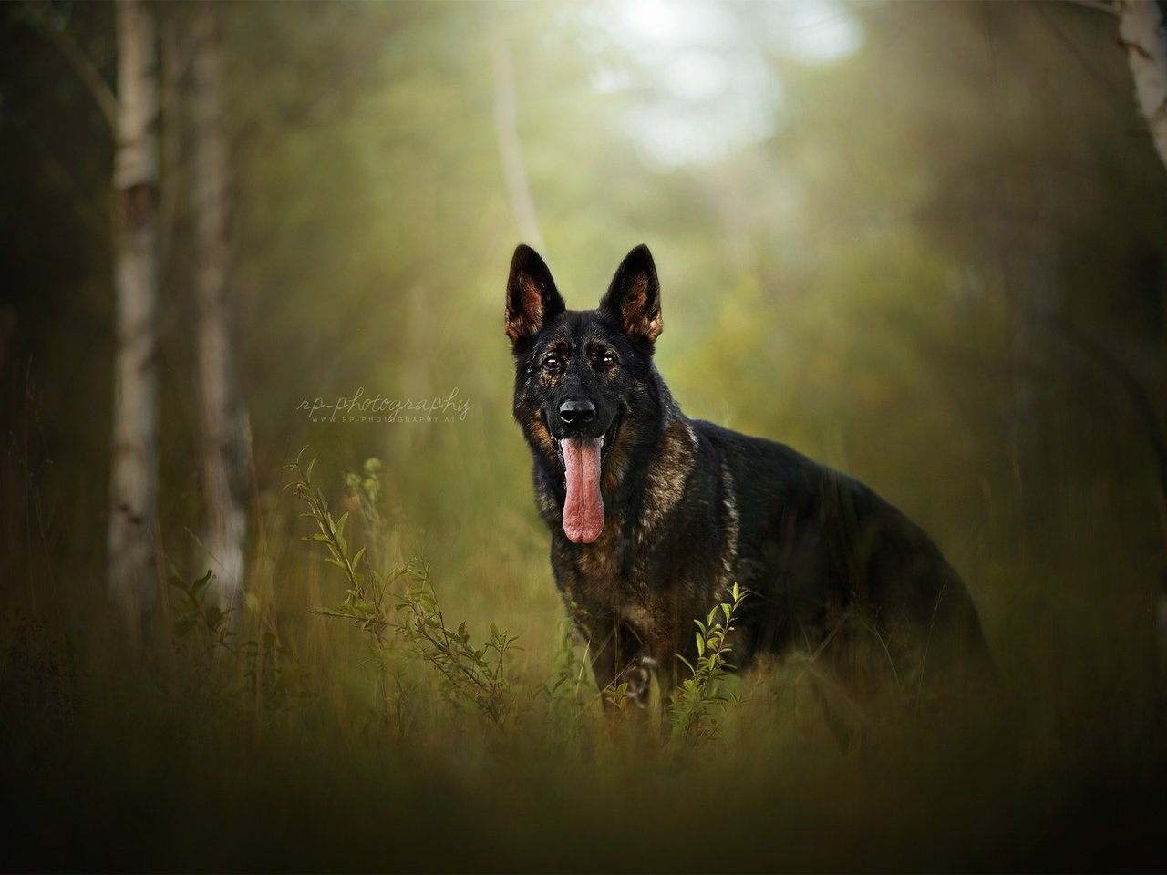 Обои природа, березы, собака, друг, язык, немецкая овчарка, nature, birch, dog, each, language, german shepherd разрешение 2048x1337 Загрузить