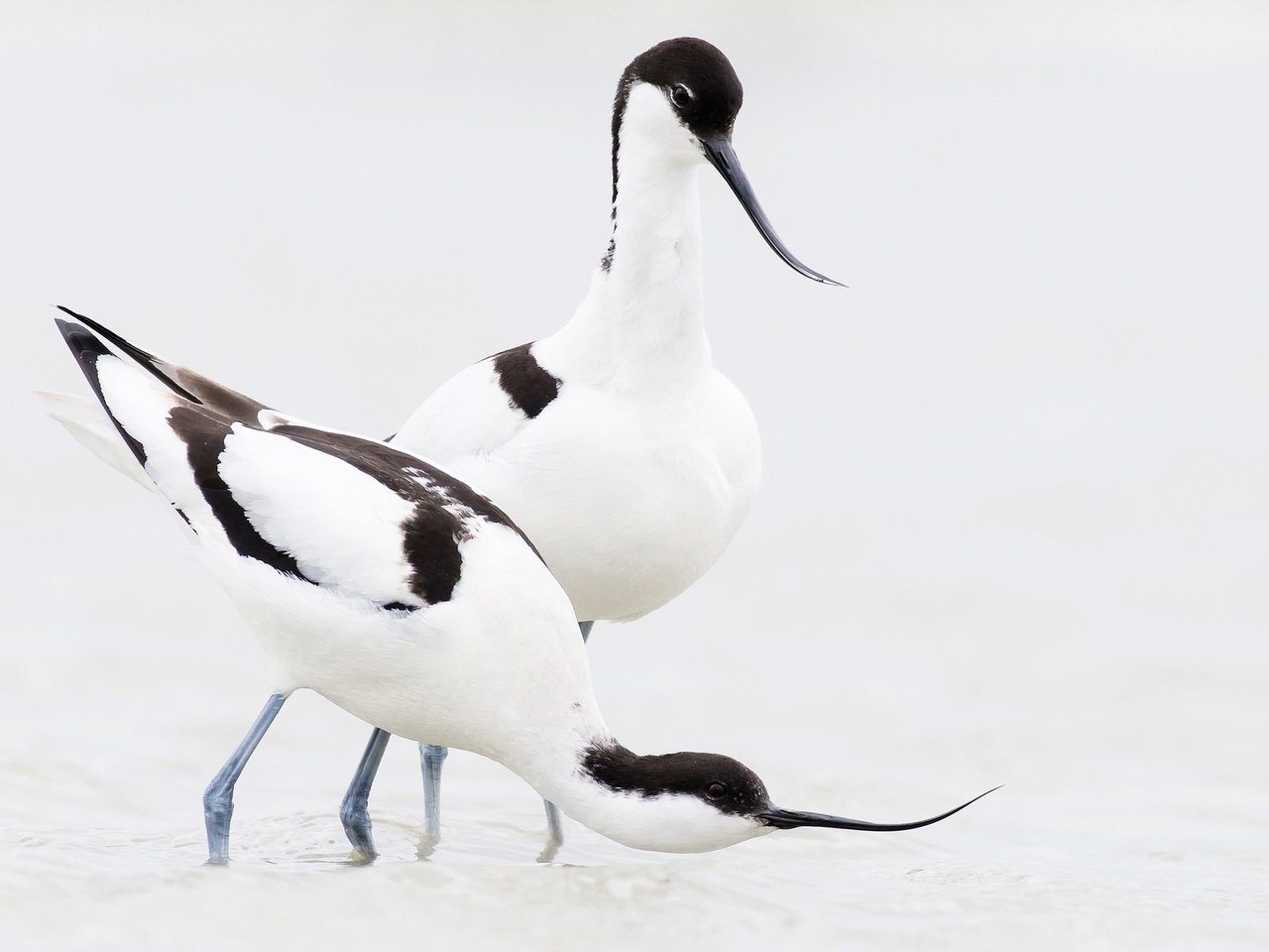 Обои птица, клюв, пара, шилоклювка, bird, beak, pair, pied avocet разрешение 2048x1233 Загрузить