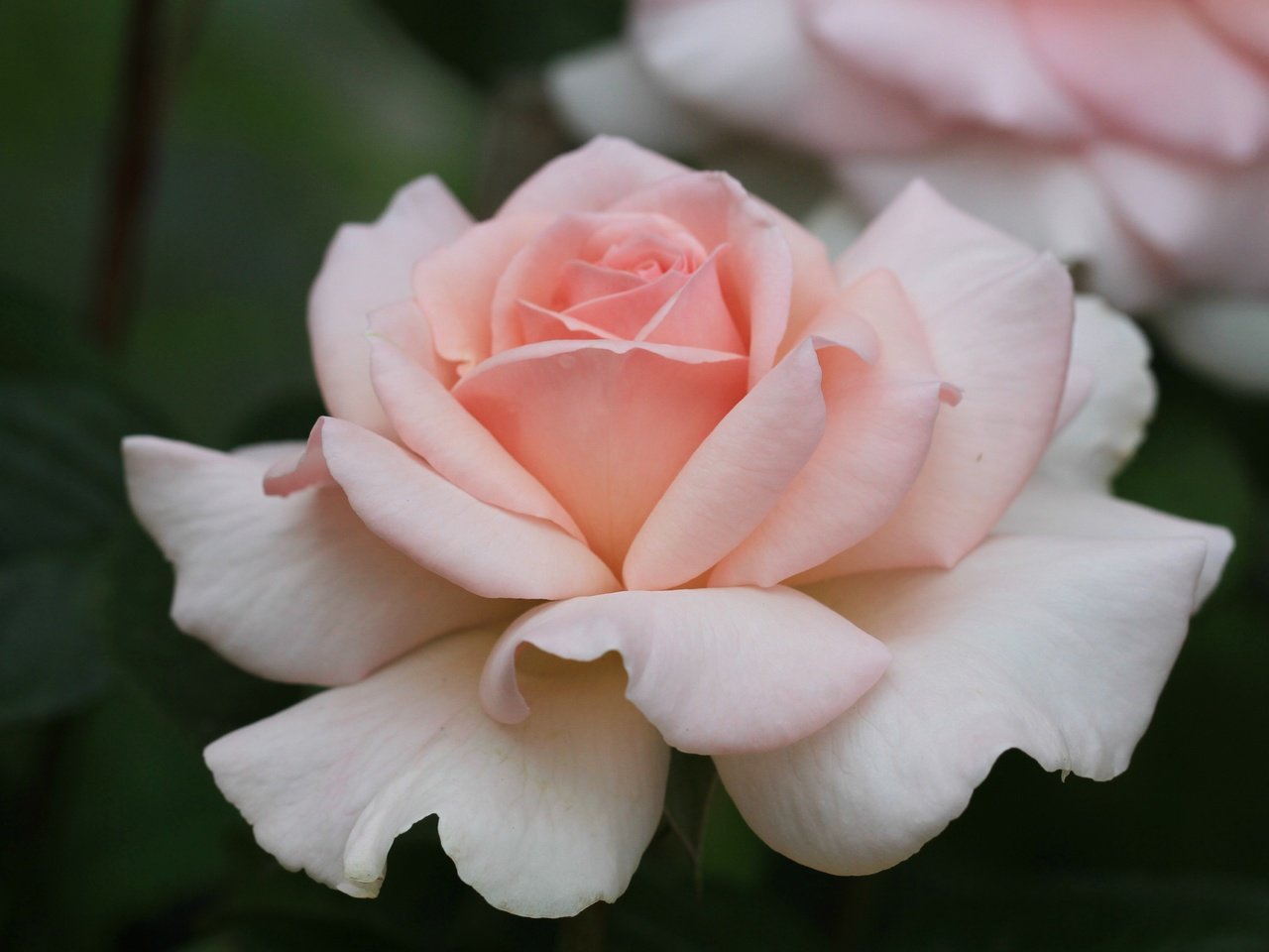 Обои роза, лепестки, бутон, rose, petals, bud разрешение 5159x3308 Загрузить