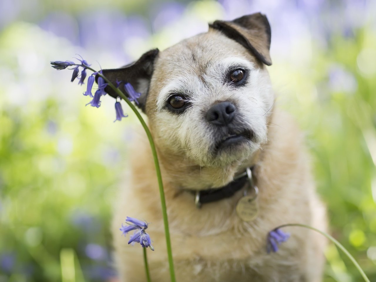 Обои цветы, мордочка, взгляд, собака, друг, ошейник, flowers, muzzle, look, dog, each, collar разрешение 2048x1303 Загрузить