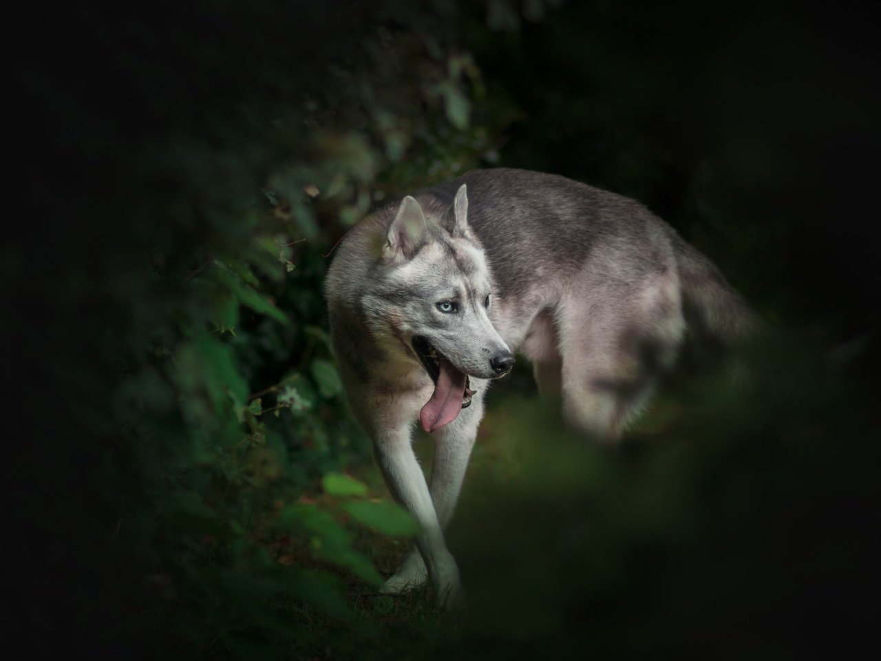 Обои природа, фон, собака, хаски, язык, боке, nature, background, dog, husky, language, bokeh разрешение 5581x3760 Загрузить