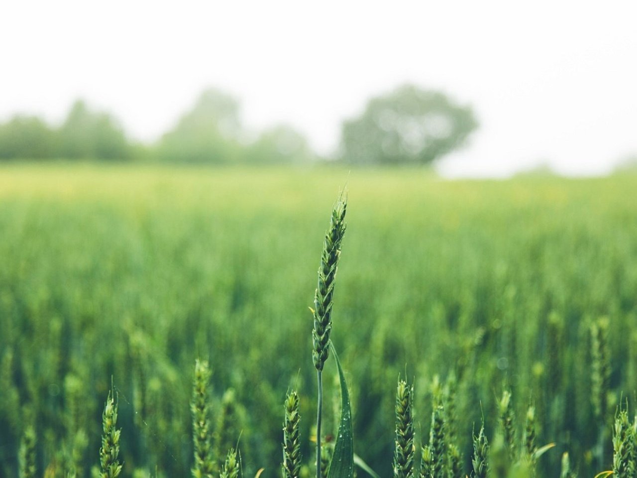 Обои зелень, поле, лето, колосья, пшеница, greens, field, summer, ears, wheat разрешение 1920x1279 Загрузить