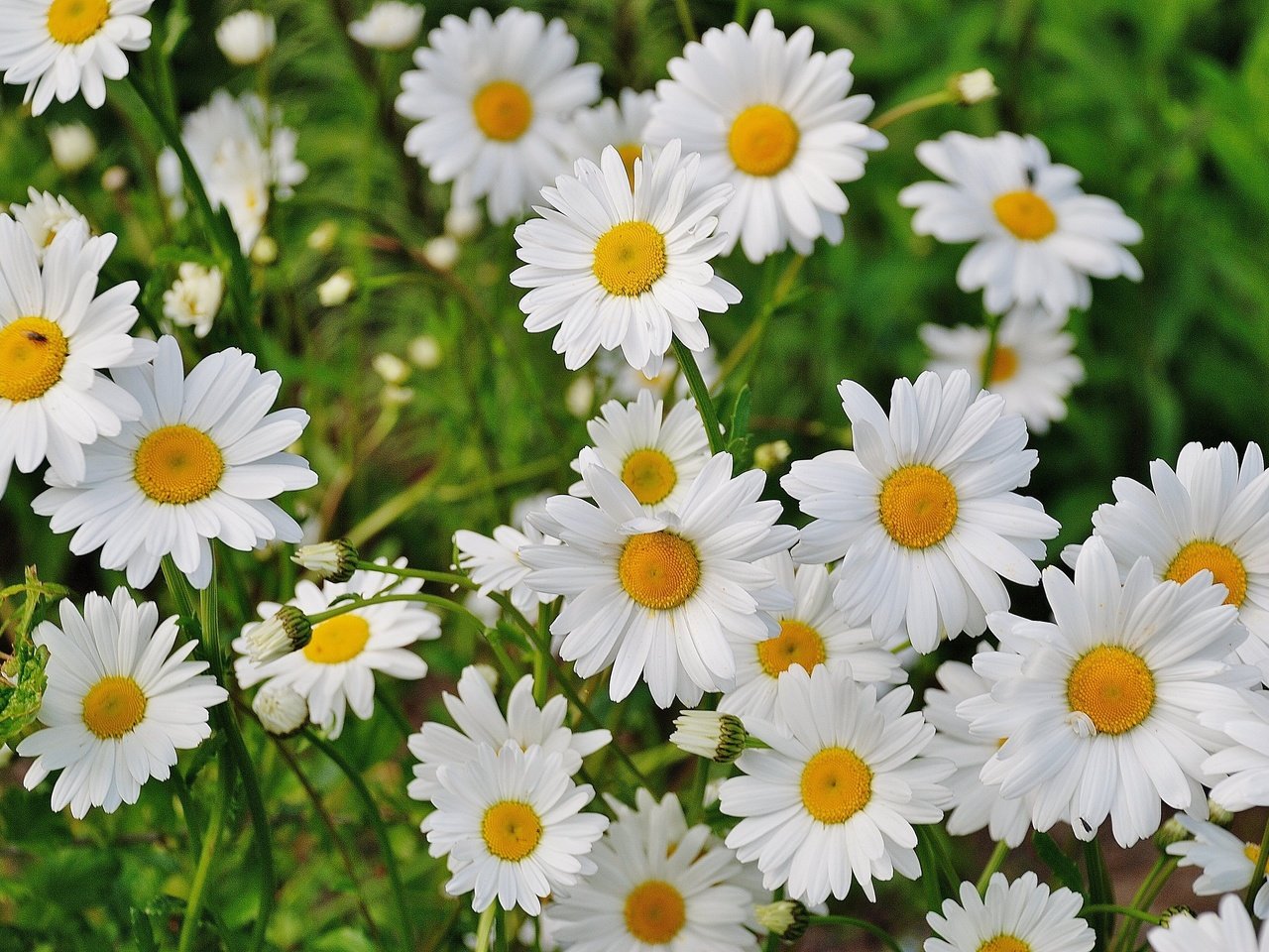 Обои цветы, трава, лепестки, ромашки, белые, полевые цветы, 02, flowers, grass, petals, chamomile, white, wildflowers разрешение 3872x2592 Загрузить