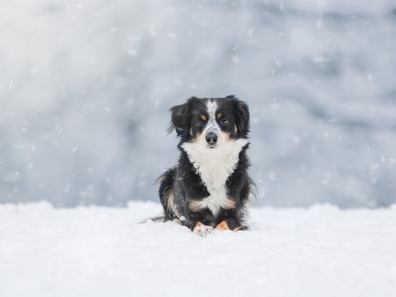 Обои снег, зима, собака, австралийская овчарка, snow, winter, dog, australian shepherd разрешение 1920x1200 Загрузить