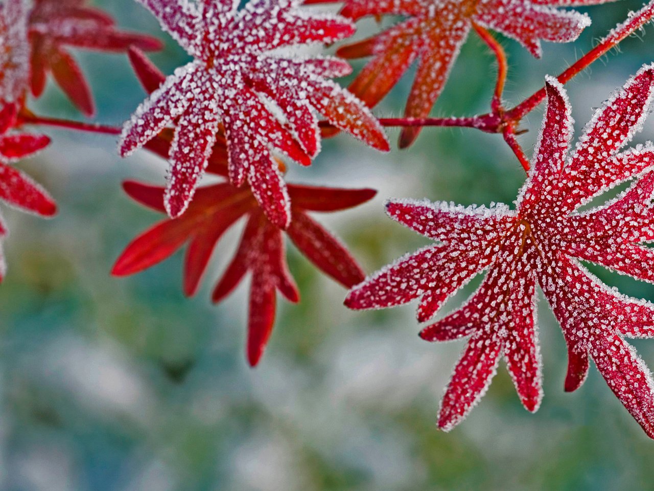 Обои листья, макро, иней, растение, leaves, macro, frost, plant разрешение 1920x1200 Загрузить