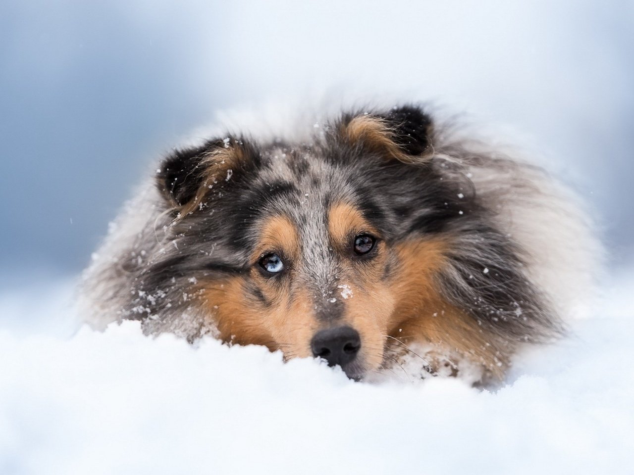 Обои снег, зима, собака, колли, шотландская овчарка, snow, winter, dog, collie, scottish shepherd разрешение 1920x1080 Загрузить