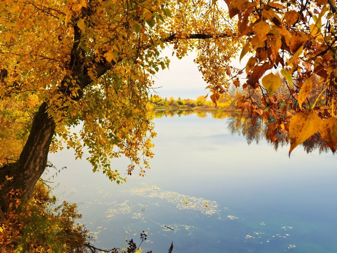 Обои река, природа, дерево, листья, пейзаж, ветки, осень, river, nature, tree, leaves, landscape, branches, autumn разрешение 1920x1200 Загрузить