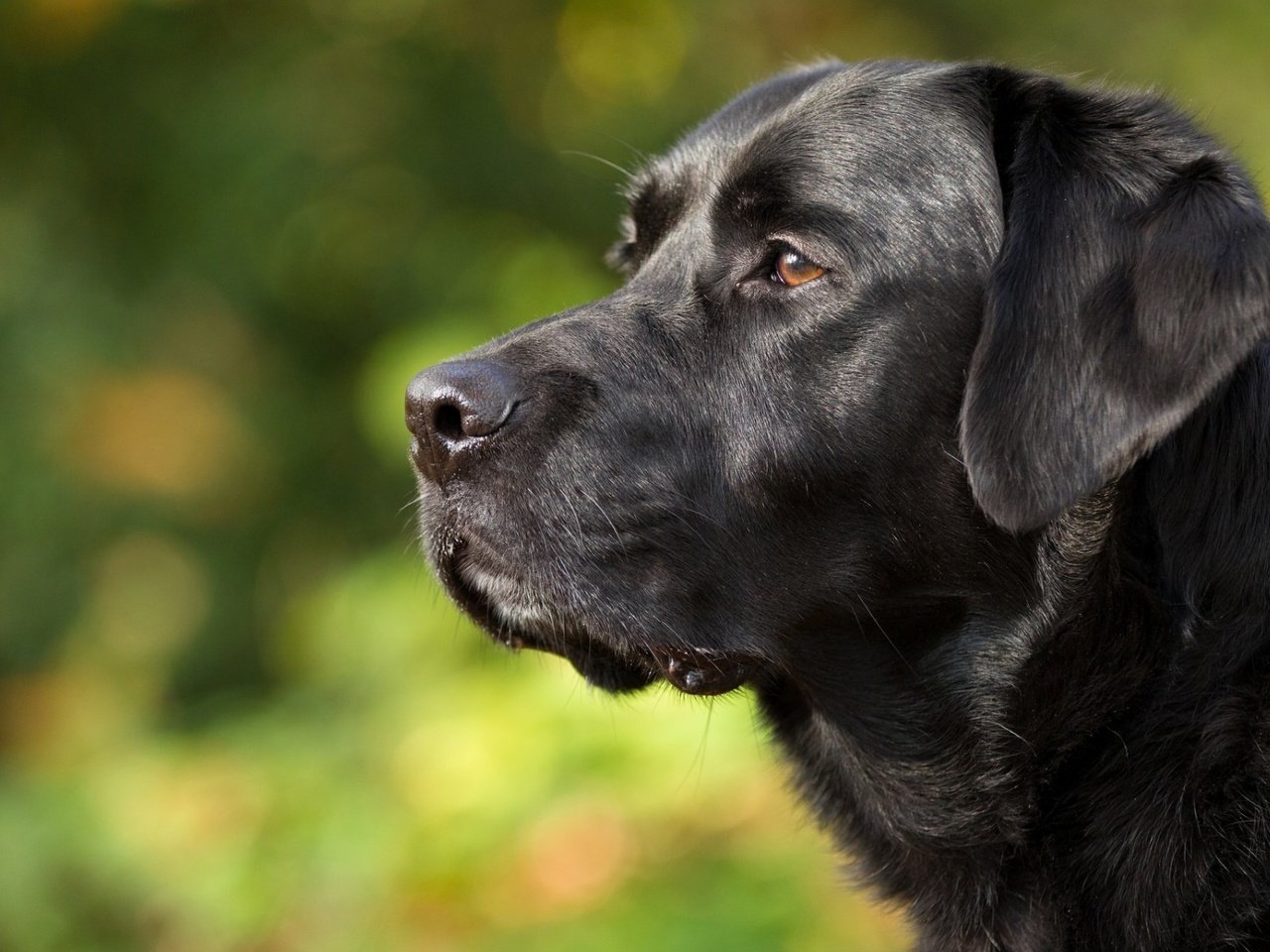 Обои морда, взгляд, собака, профиль, лабрадор, ретривер, face, look, dog, profile, labrador, retriever разрешение 1920x1200 Загрузить