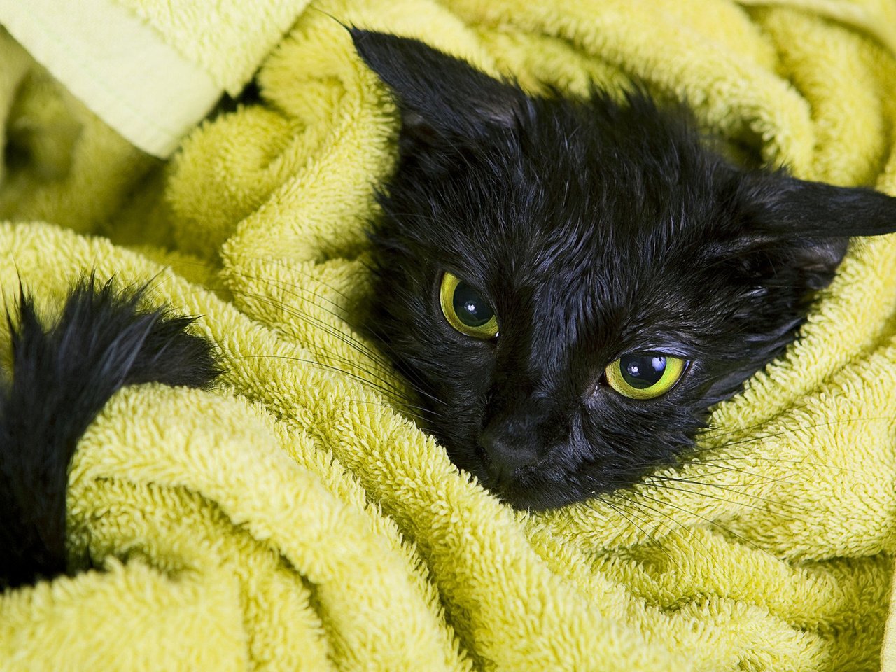 Обои кот, мордочка, усы, кошка, взгляд, черный, полотенце, мокрый, cat, muzzle, mustache, look, black, towel, wet разрешение 1920x1200 Загрузить