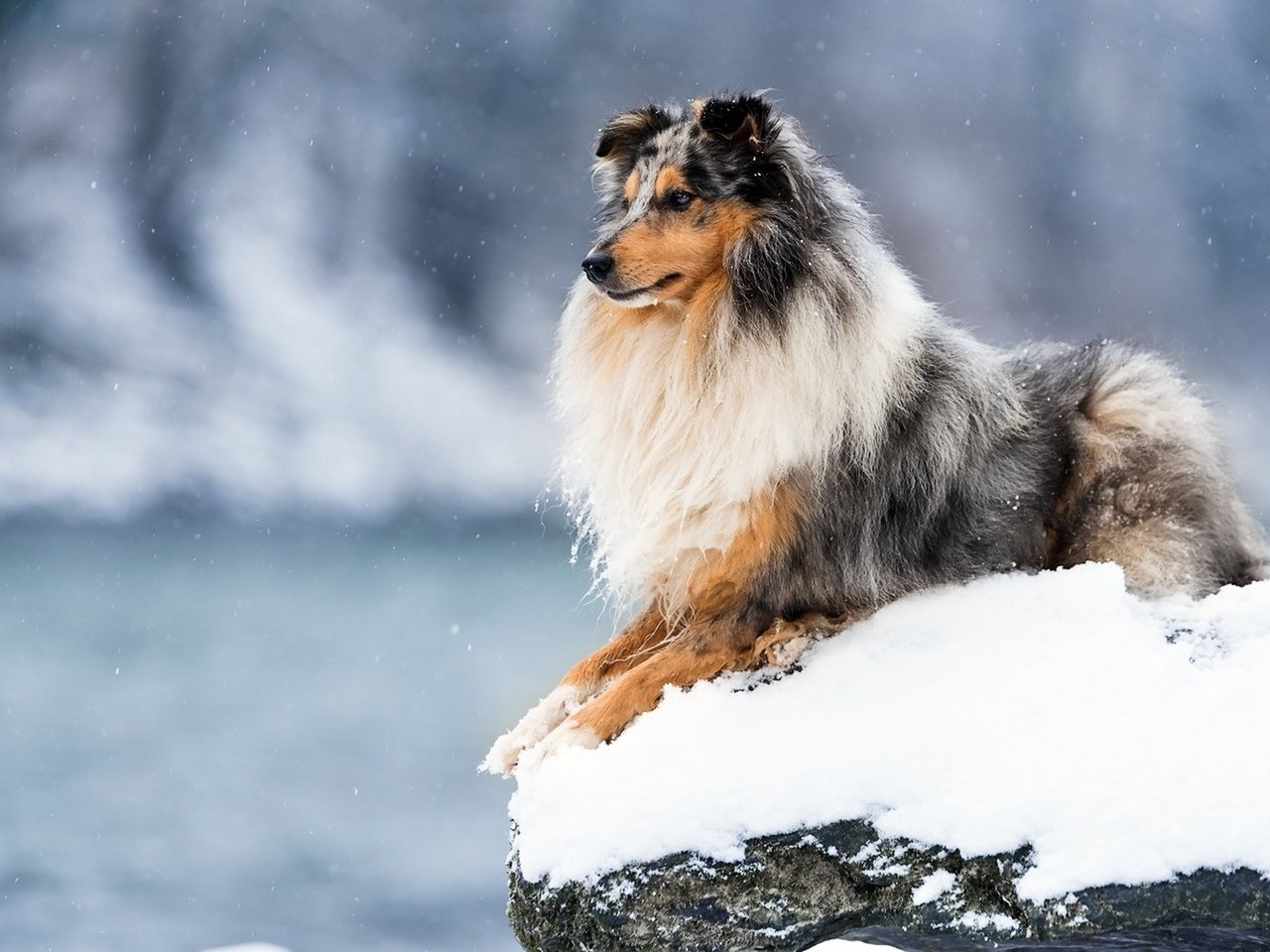 Обои зима, собака, колли, шотландская овчарка, winter, dog, collie, scottish shepherd разрешение 1920x1080 Загрузить