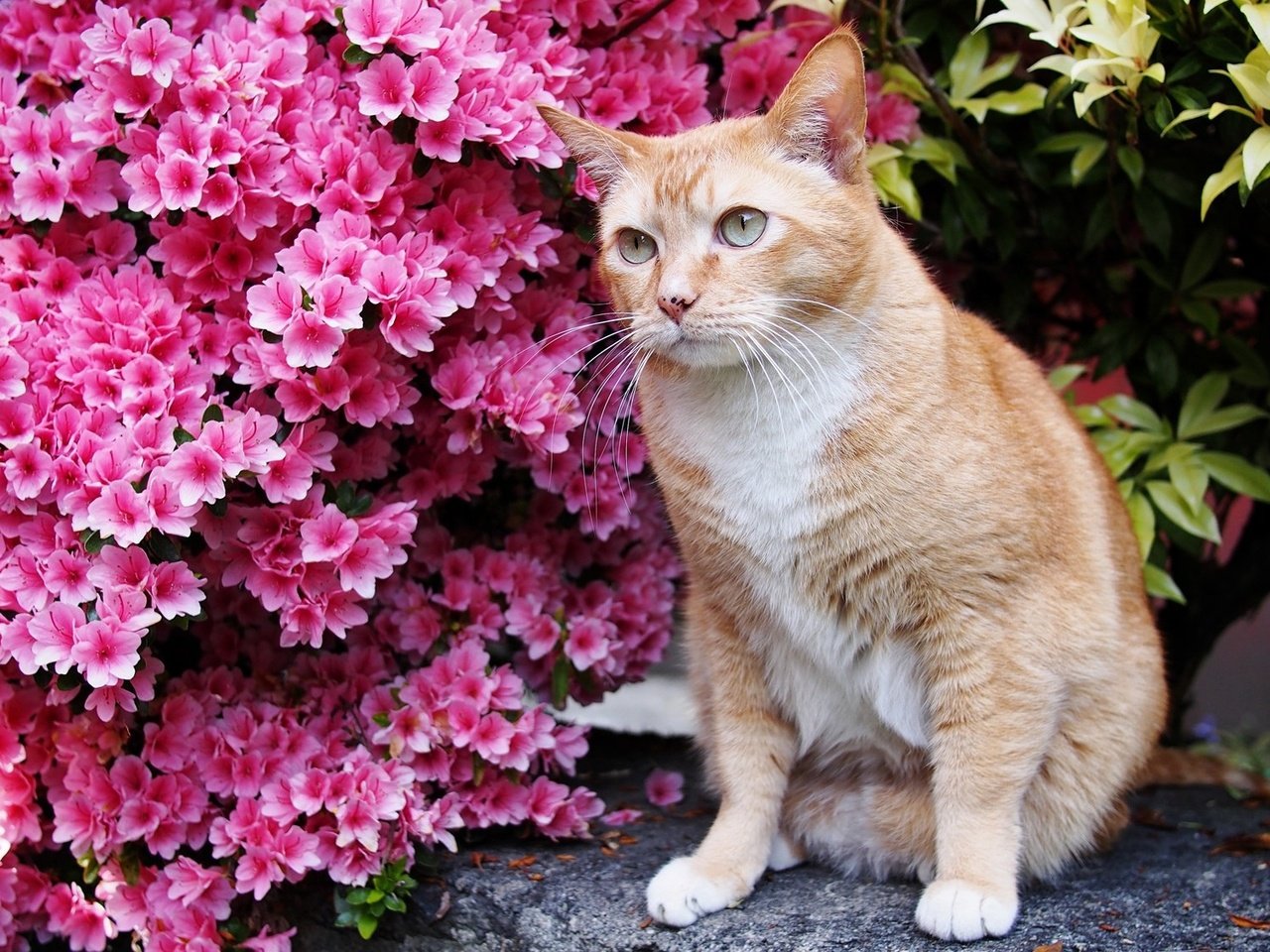 Обои глаза, цветы, кот, усы, кошка, взгляд, eyes, flowers, cat, mustache, look разрешение 2048x1132 Загрузить