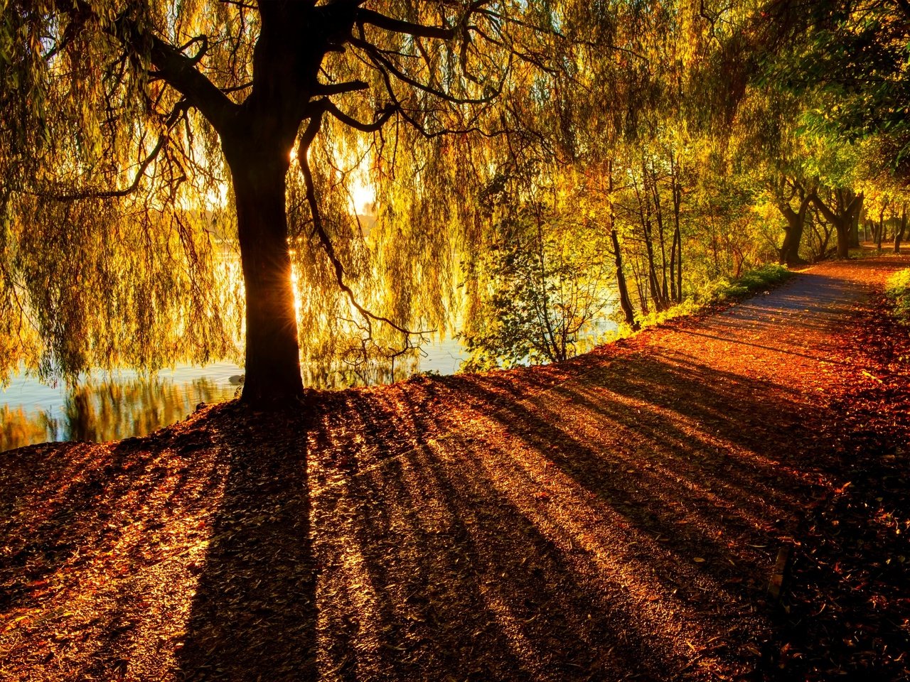 Обои река, дерево, лучи, ветви, осень, солнечный свет, river, tree, rays, branch, autumn, sunlight разрешение 6078x4041 Загрузить