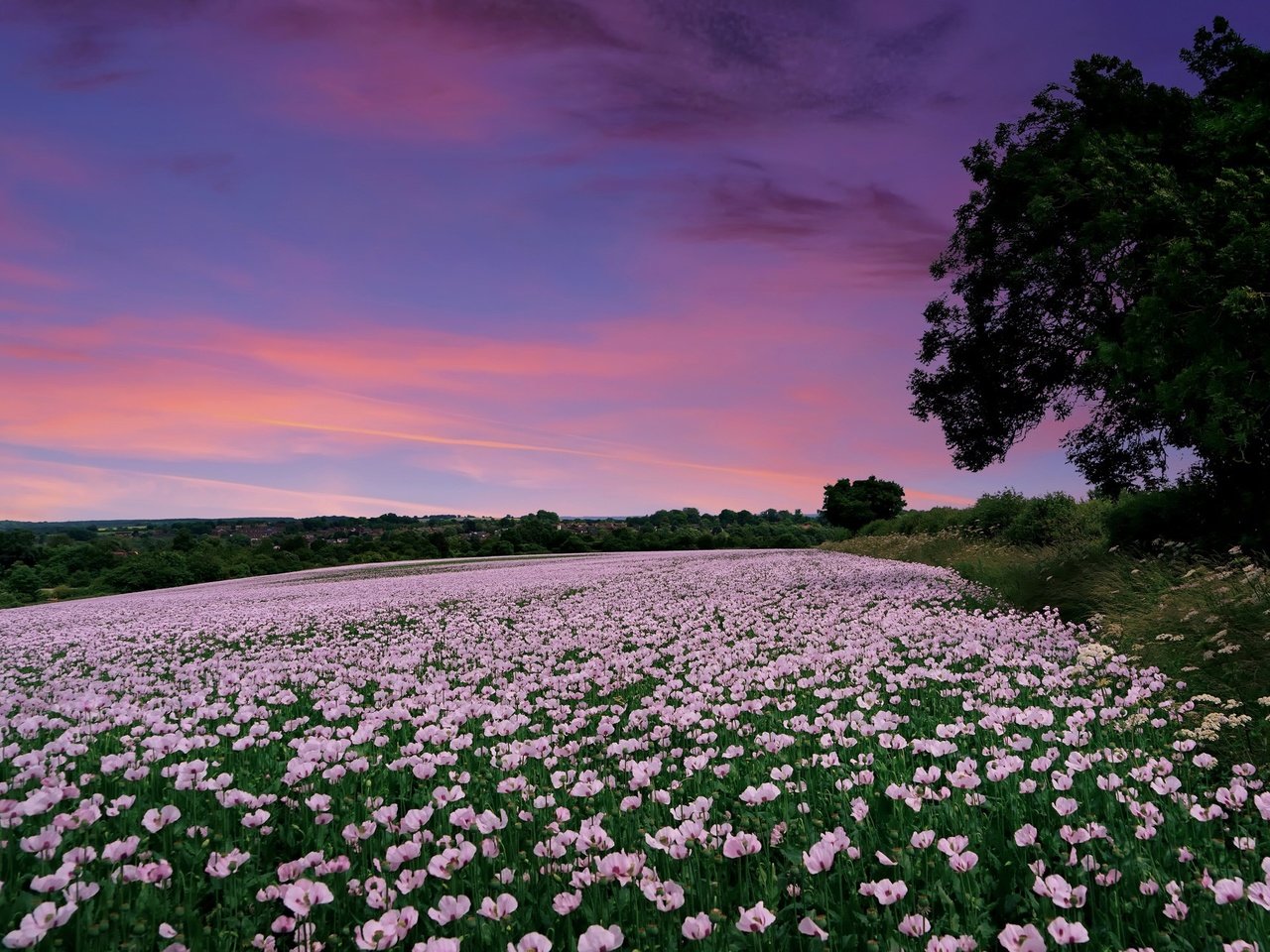 Обои цветы, закат, поле, маки, англия, гэмпшир, flowers, sunset, field, maki, england, hampshire разрешение 2048x1298 Загрузить