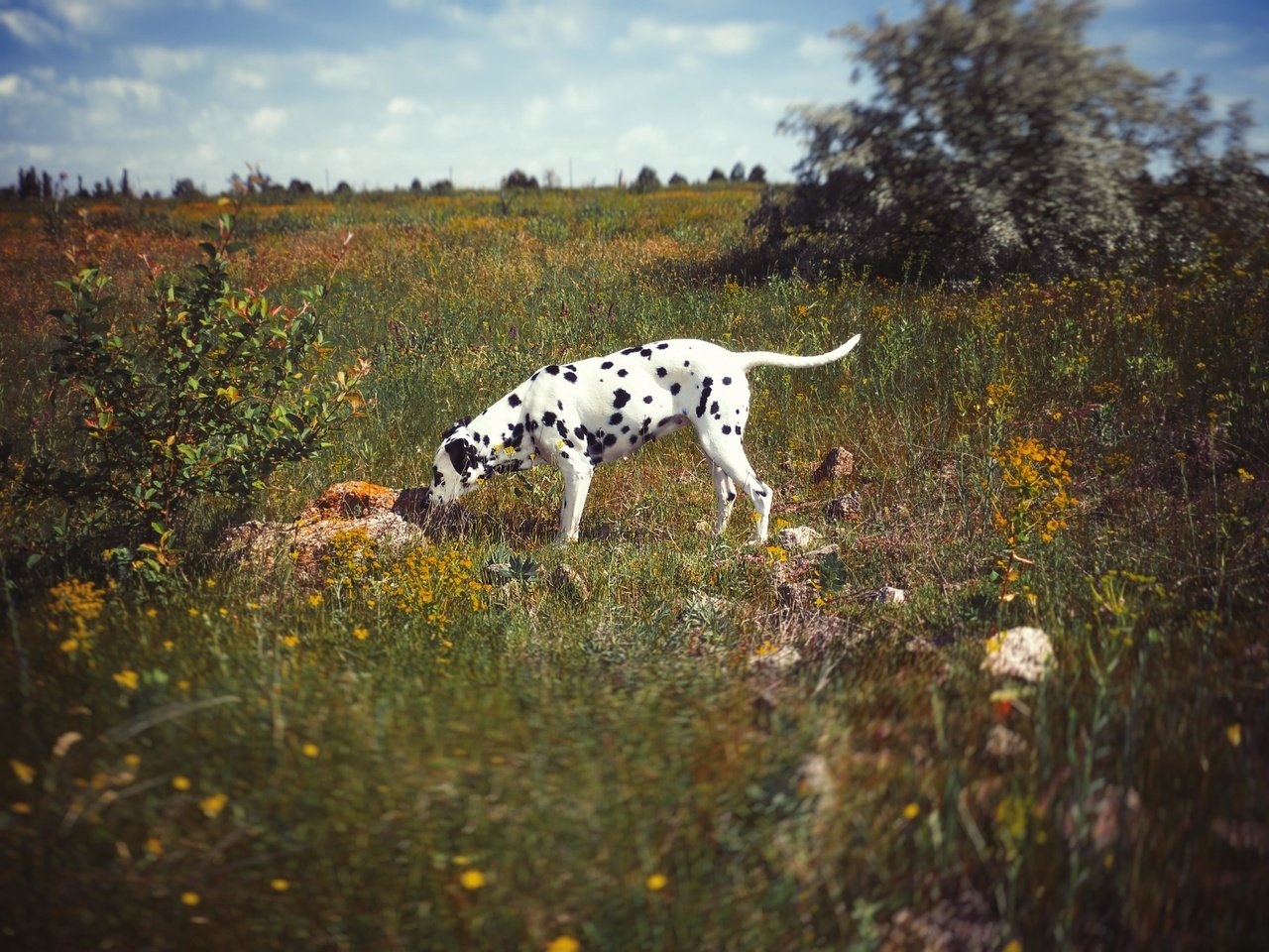 Обои природа, поле, собака, далматин, далматинец, imperium legionis, питомник, nature, field, dog, dalmatian, dalmatians, nursery разрешение 3648x2736 Загрузить