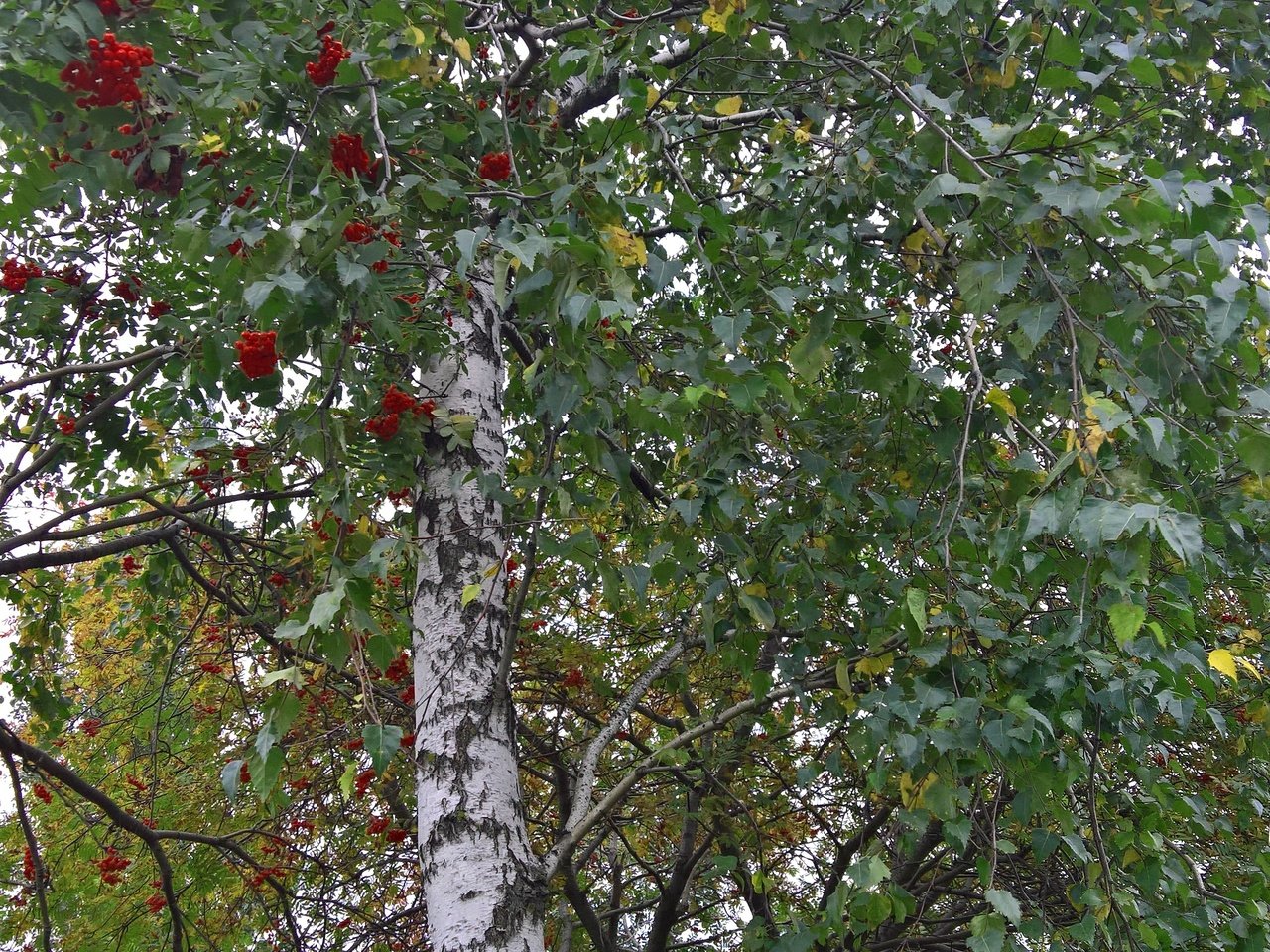 Обои настроение, парк, осень, лист, ягоды, береза, рябина, mood, park, autumn, sheet, berries, birch, rowan разрешение 2869x4731 Загрузить