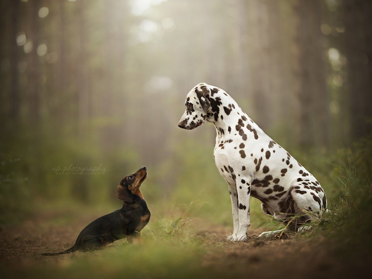 Обои далматин, такса, собаки, dalmatian, dachshund, dogs разрешение 1920x1200 Загрузить