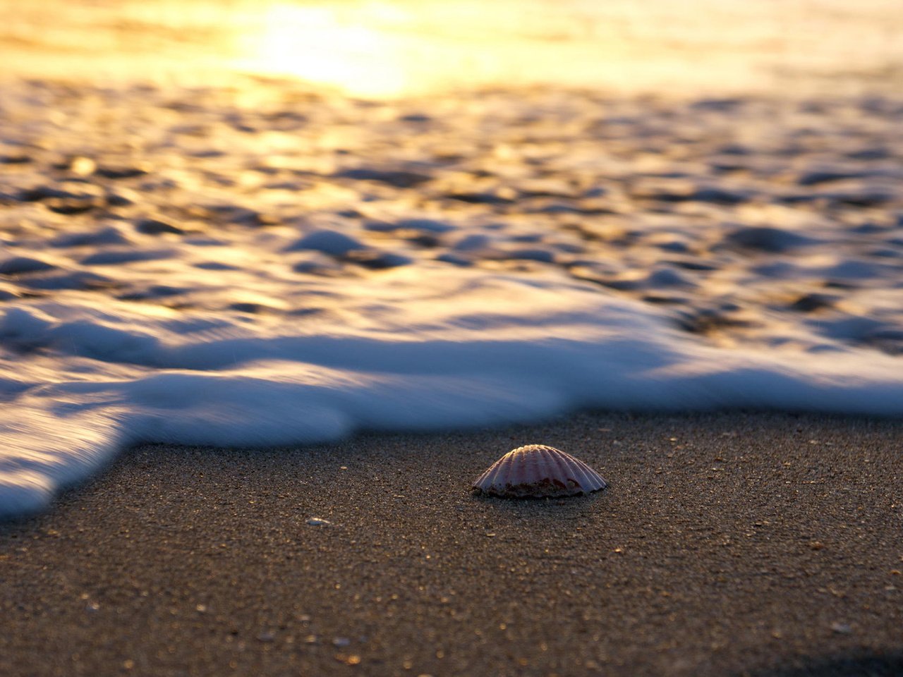 Обои пейзаж, море, песок, пляж, ракушка, landscape, sea, sand, beach, shell разрешение 1920x1200 Загрузить