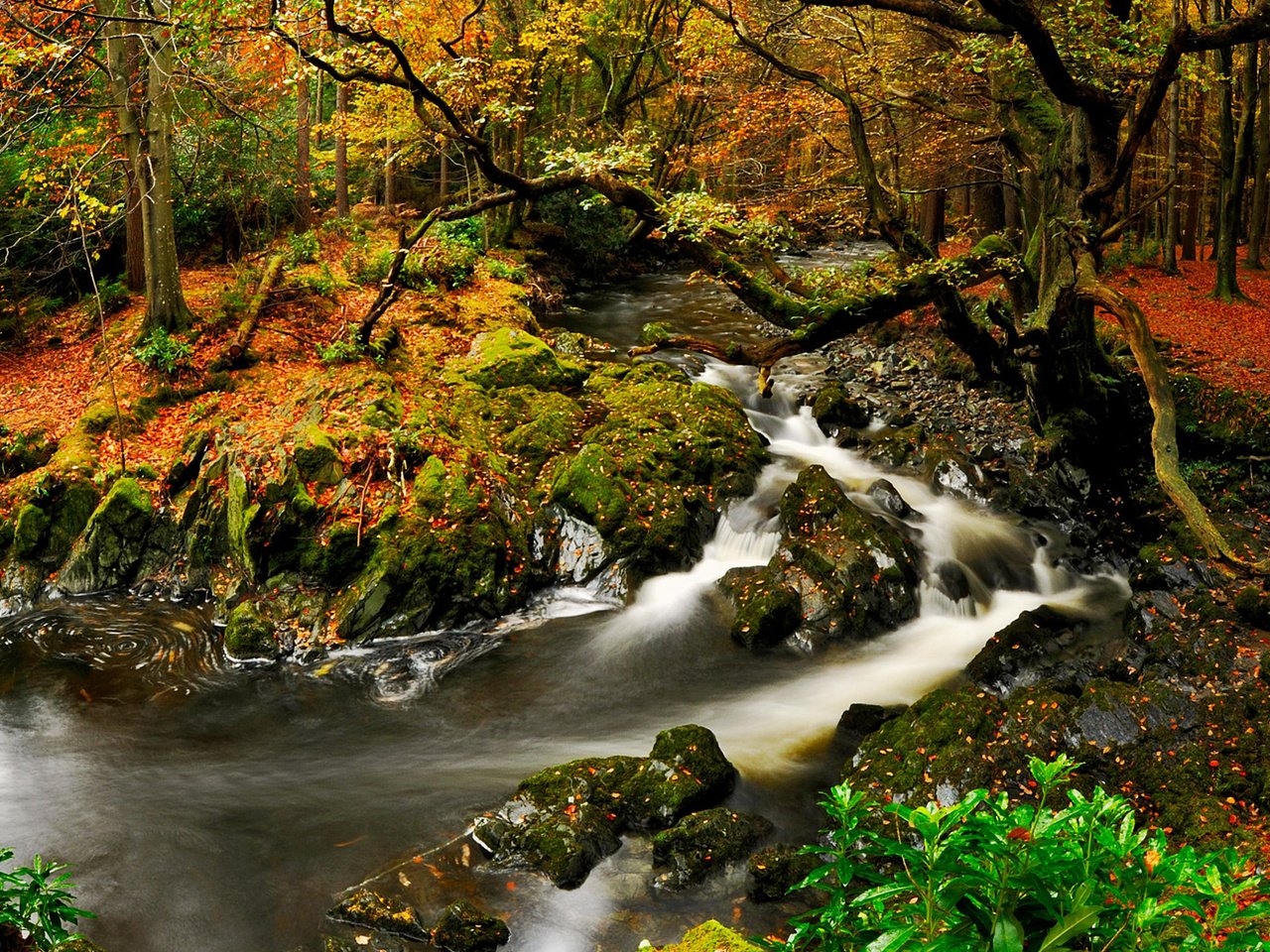 Обои река, природа, лес, осень, river, nature, forest, autumn разрешение 1920x1200 Загрузить