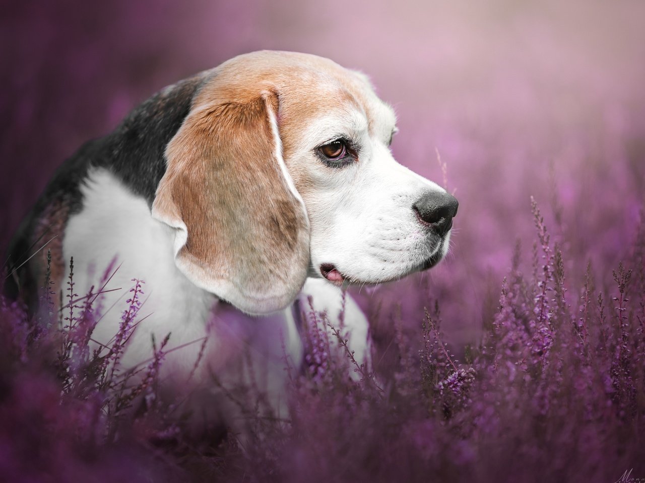 Обои цветы, взгляд, собака, профиль, люси, бигль, mona höhler, flowers, look, dog, profile, lucy, beagle разрешение 2880x1800 Загрузить