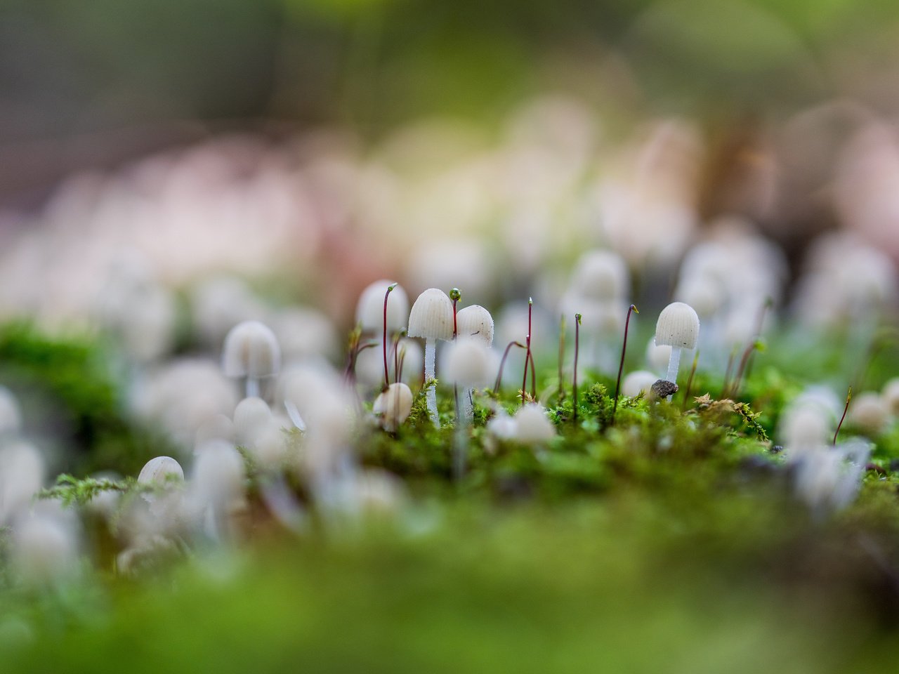 Обои трава, природа, макро, грибы, размытость, мох, поганки, grass, nature, macro, mushrooms, blur, moss, toadstool разрешение 3840x2400 Загрузить