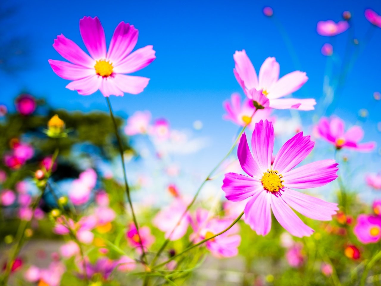 Обои небо, цветы, макро, фон, лепестки, стебли, космея, the sky, flowers, macro, background, petals, stems, kosmeya разрешение 2048x1365 Загрузить