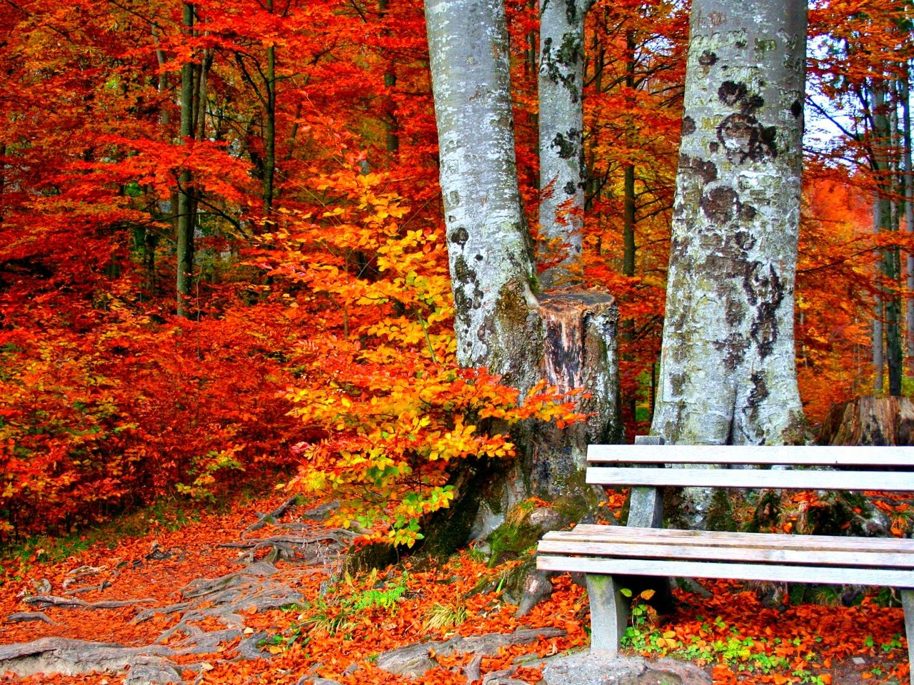 Обои деревья, листья, парк, стволы, осень, скамейка, trees, leaves, park, trunks, autumn, bench разрешение 3000x1990 Загрузить