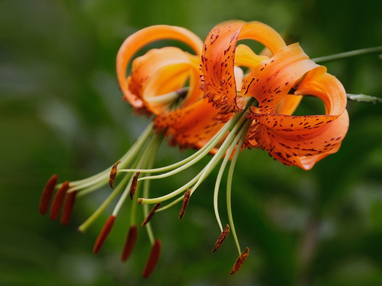 Обои цветы, макро, тычинки, лилии, боке, тигровая лилия, flowers, macro, stamens, lily, bokeh, tiger lily разрешение 2048x1428 Загрузить