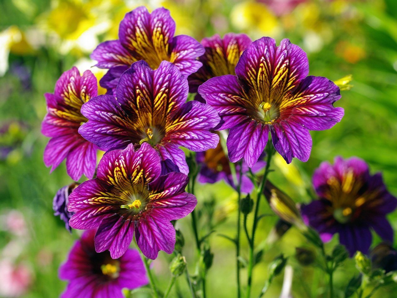 Обои цветы, природа, лето, фиолетовые цветы, сальпиглоссис, flowers, nature, summer, purple flowers, salpiglossis разрешение 2232x1517 Загрузить