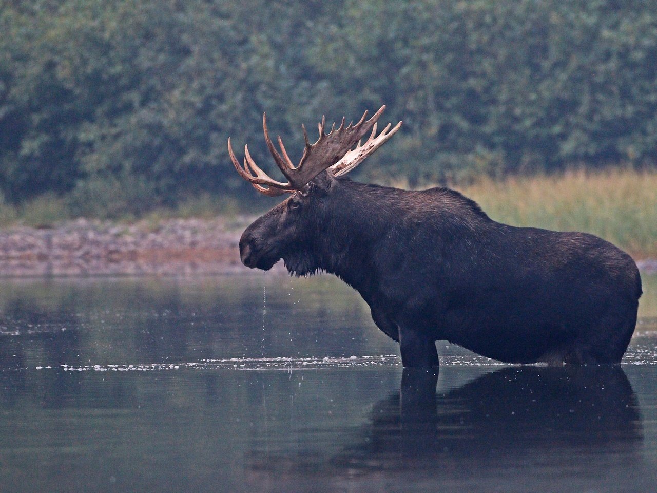 Обои река, природа, рога, лось, river, nature, horns, moose разрешение 2048x1293 Загрузить