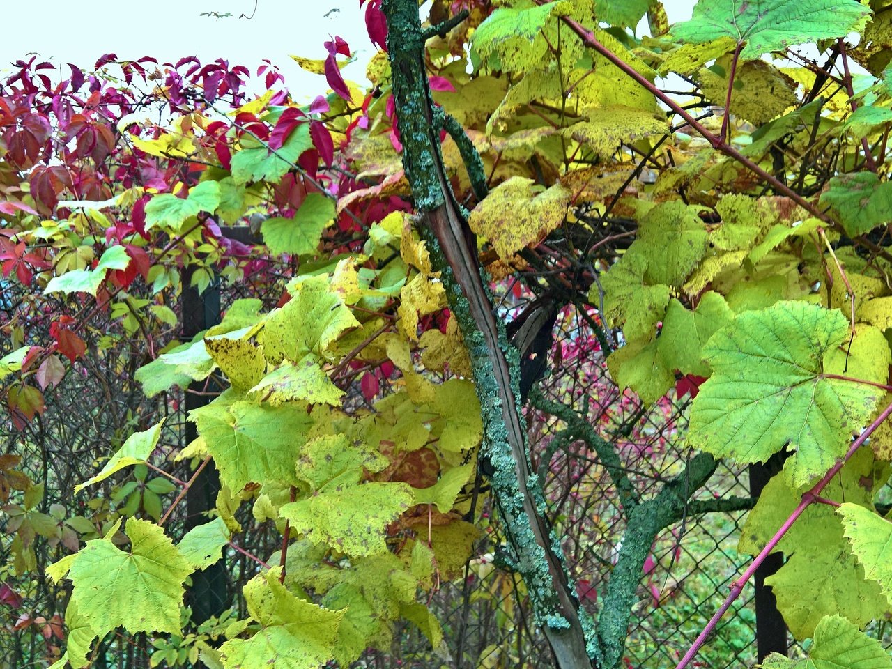 Обои природа, виноград, сетка, ограда, nature, grapes, mesh, fence разрешение 4435x2739 Загрузить