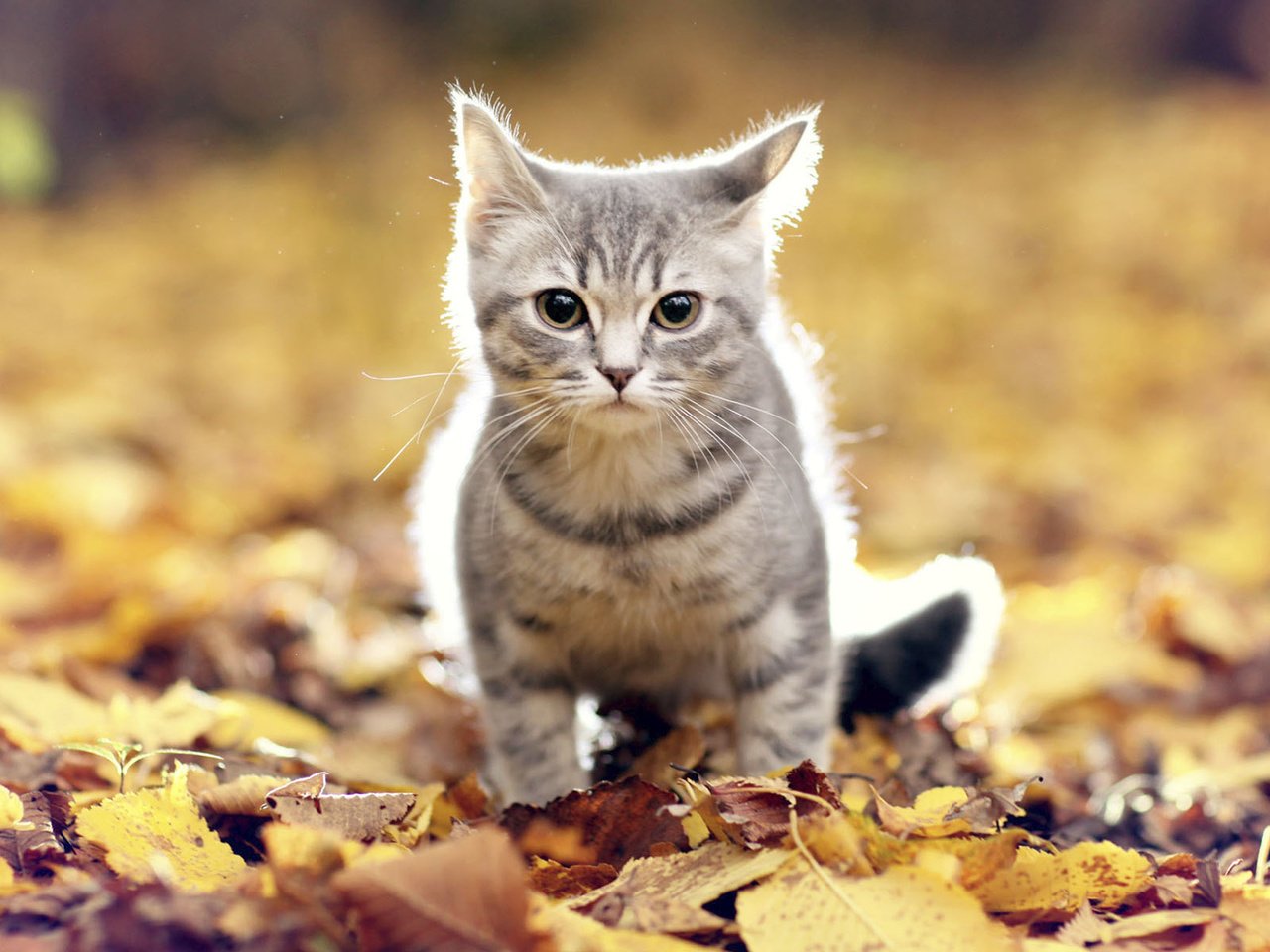 Обои листья, мордочка, усы, кошка, взгляд, осень, leaves, muzzle, mustache, cat, look, autumn разрешение 1920x1200 Загрузить