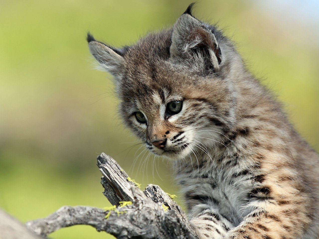 Обои рысь, мордочка, взгляд, котенок, детеныш, lynx, muzzle, look, kitty, cub разрешение 3840x2400 Загрузить