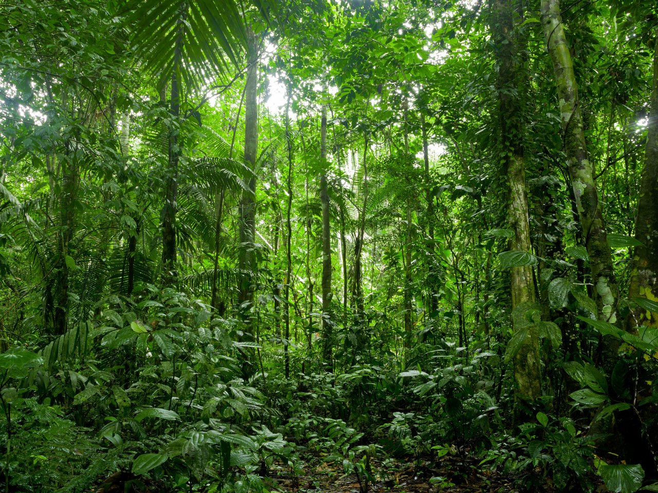 Обои природа, лес, заросли, тропический лес, nature, forest, thickets, rainforest разрешение 3840x2400 Загрузить
