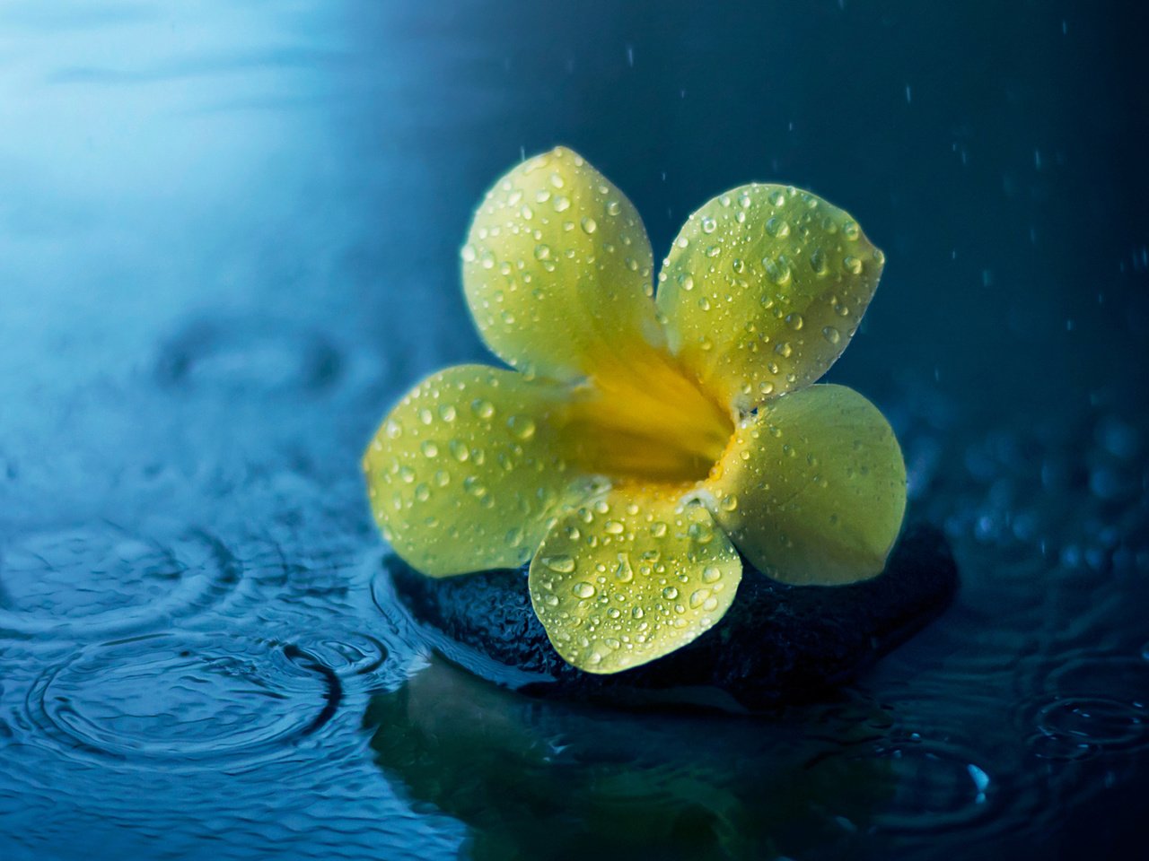 Обои цветок, капли, дождь, лужа, алламанда, flower, drops, rain, puddle, allamanda разрешение 1920x1200 Загрузить
