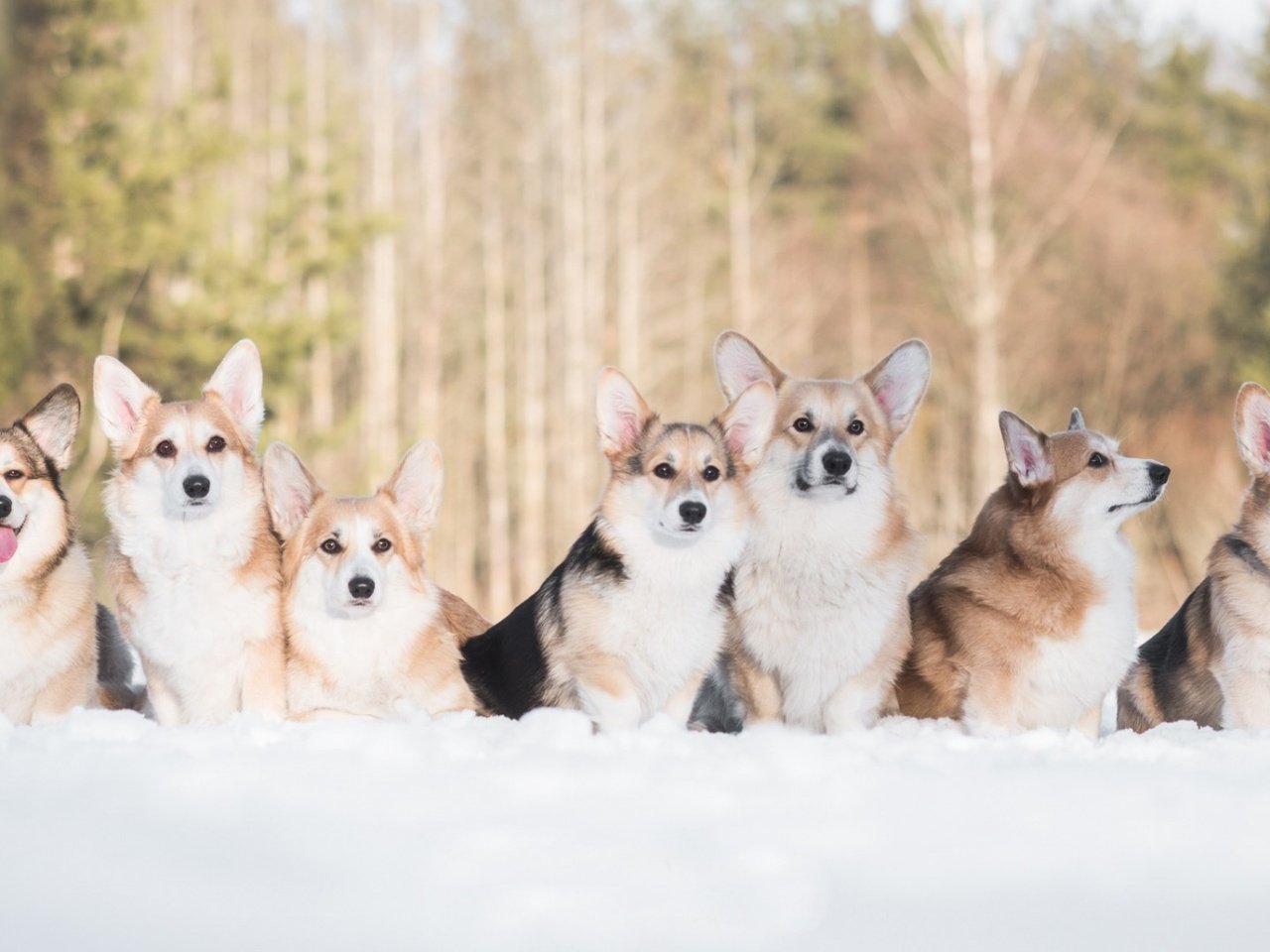 Обои снег, зима, друзья, собаки, вельш-корги, корги, пемброк, snow, winter, friends, dogs, welsh corgi, corgi, pembroke разрешение 1920x1080 Загрузить