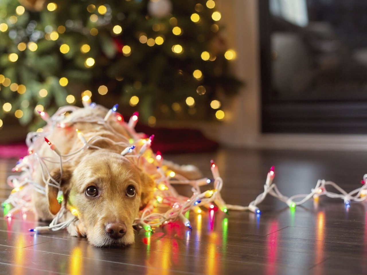Обои новый год, елка, собака, огоньки, гирлянда, ретривер, karolina yen, new year, tree, dog, lights, garland, retriever разрешение 2560x1600 Загрузить