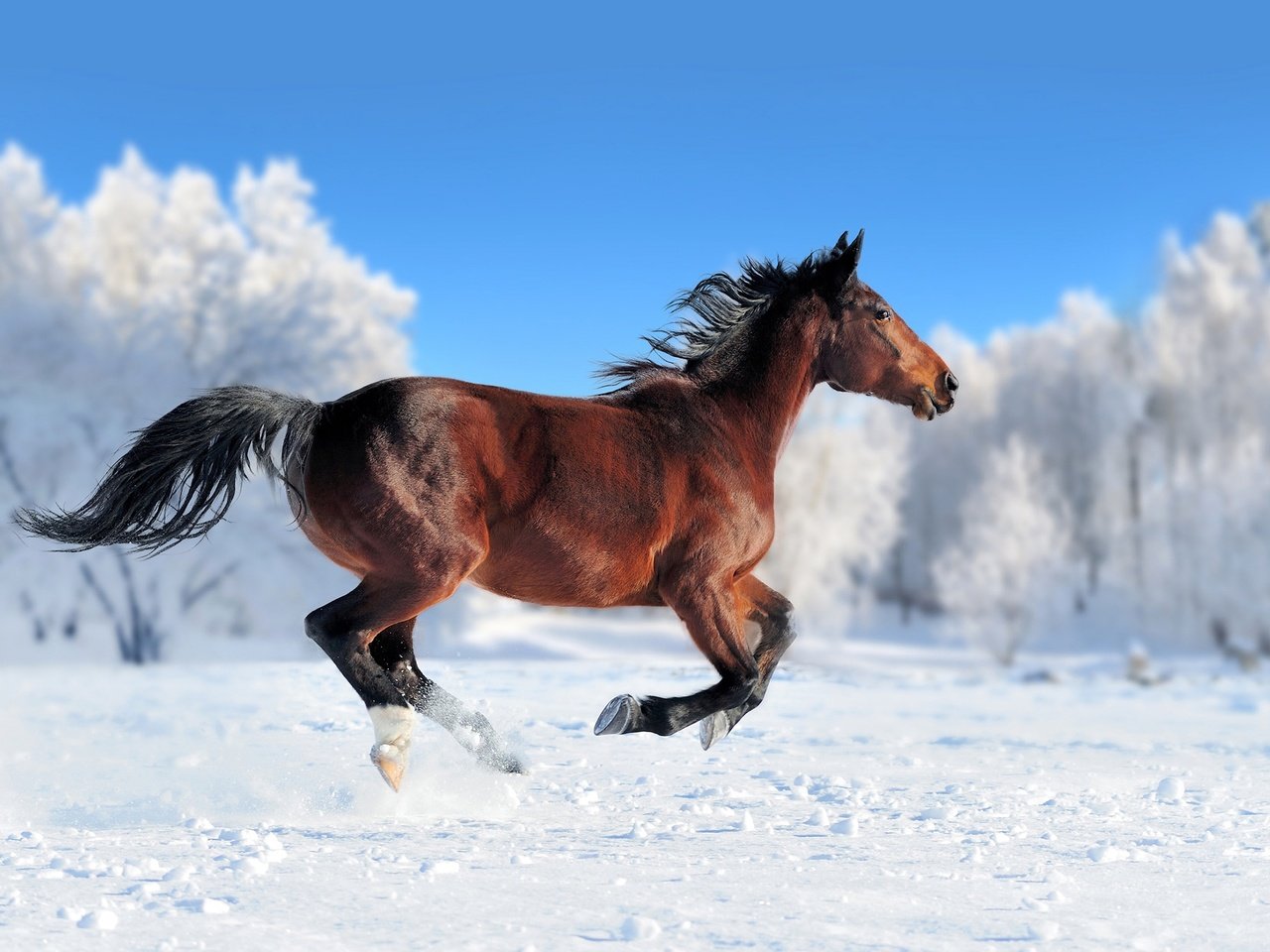 Обои лошадь, снег, зима, конь, грива, бег, хвост, horse, snow, winter, mane, running, tail разрешение 2560x1600 Загрузить