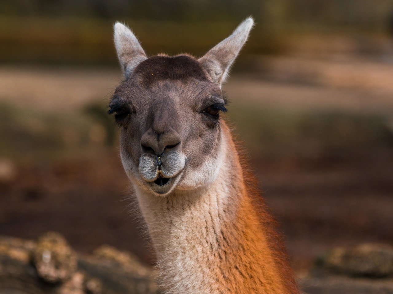 Обои глаза, морда, взгляд, животное, лама, альпака, eyes, face, look, animal, lama, alpaca разрешение 5472x3648 Загрузить